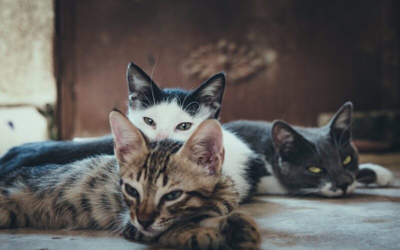 three short fur assorted color cats