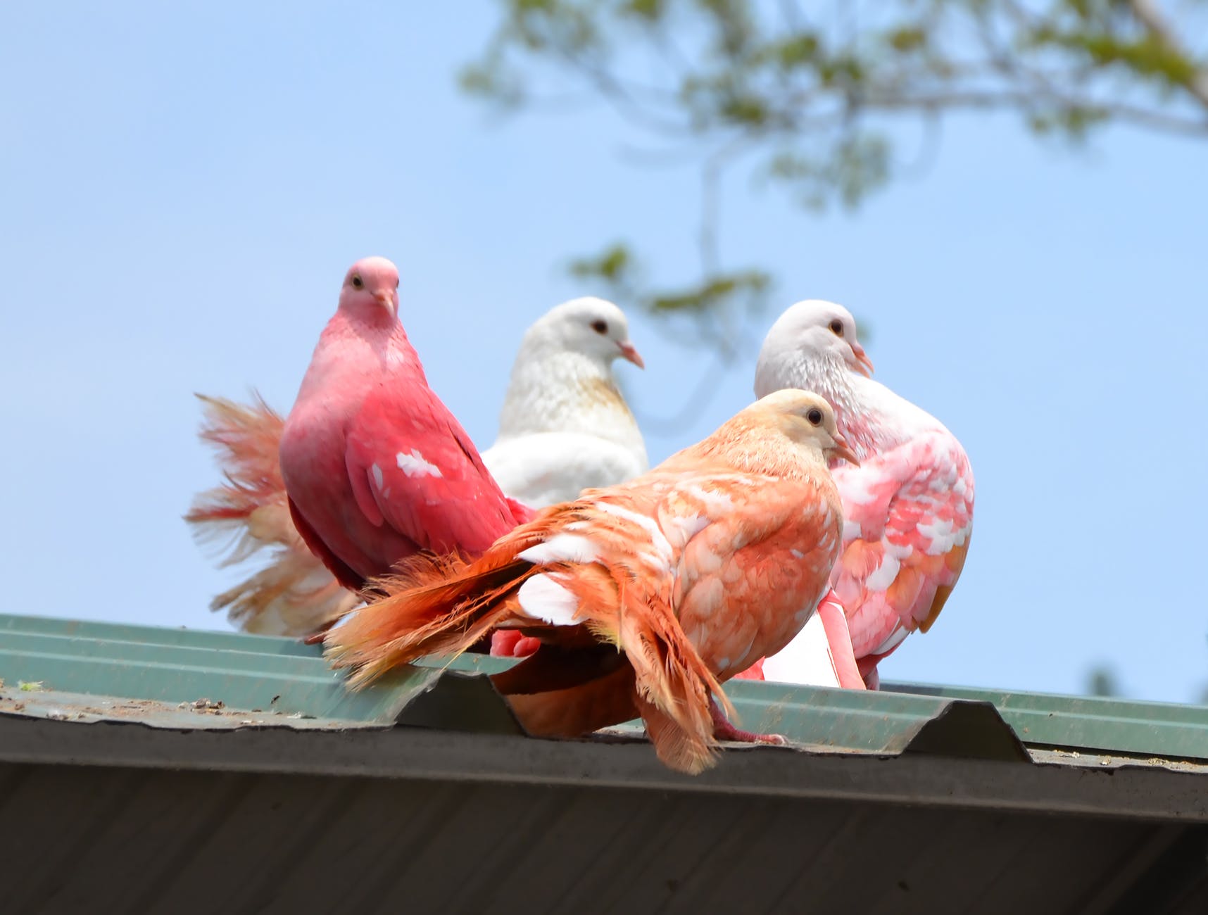 close up shot of pigeons perched on a roof