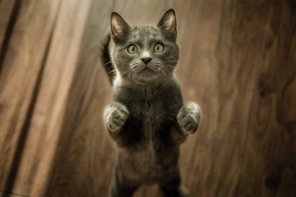 grey kitten on floor