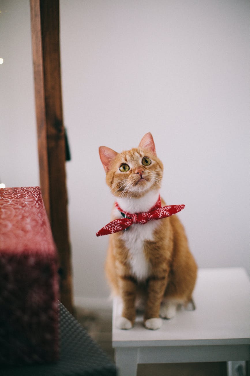 photo of orange tabby cat with red handkerchief