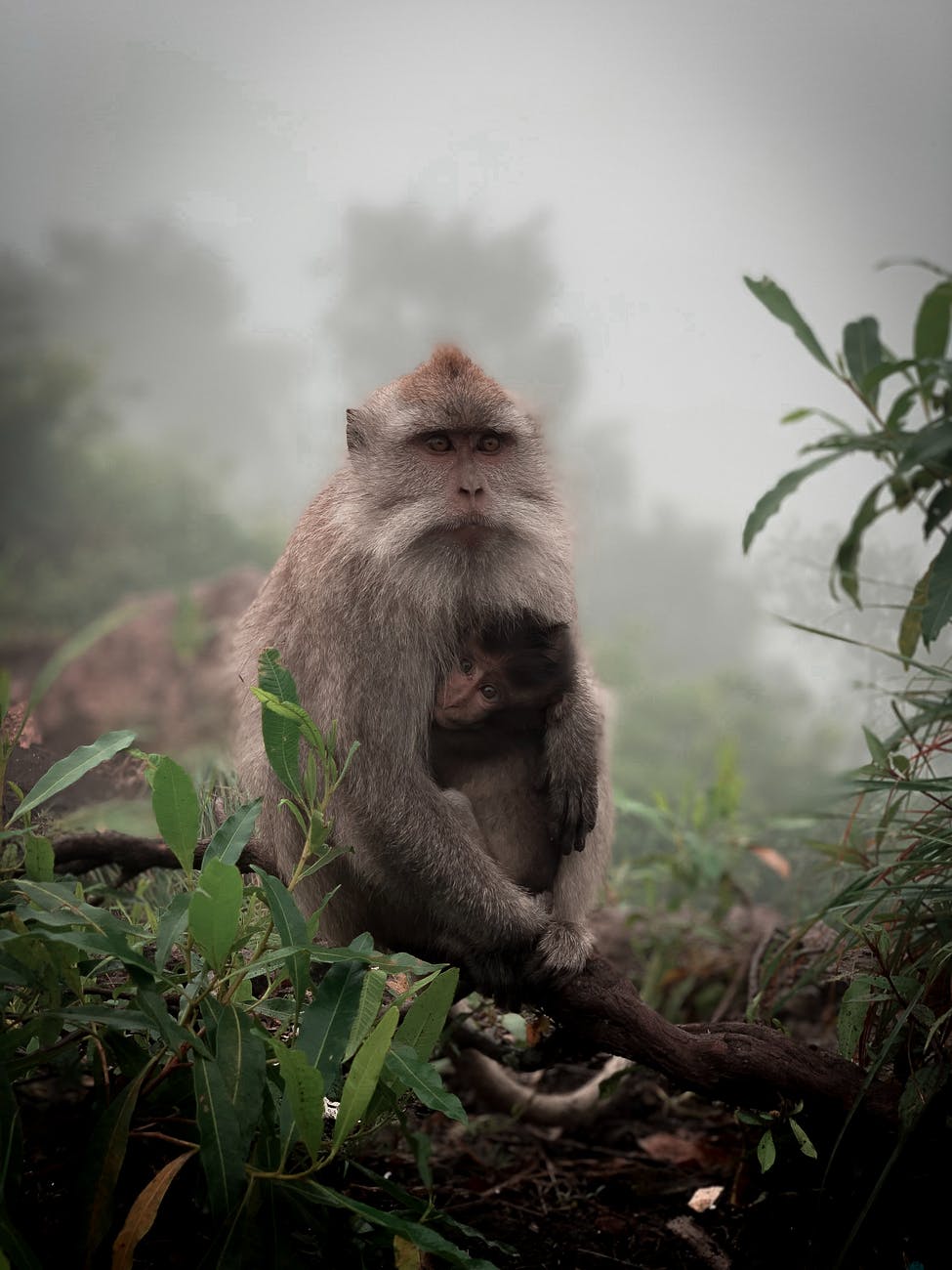 close up photo of monkeys near leaves