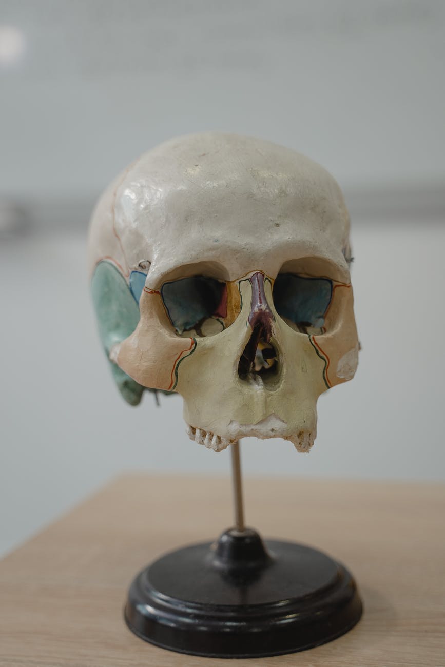 miniature skull model