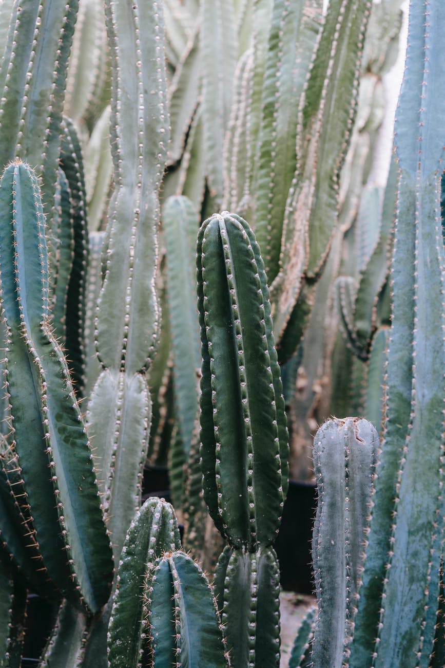 sharp cactuses growing in greenhouse