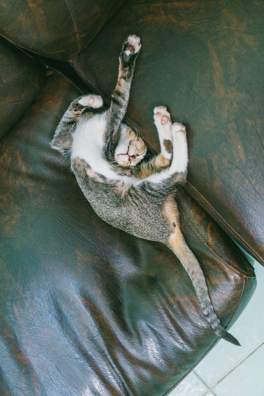 brown tabby cat sleeping on sofa