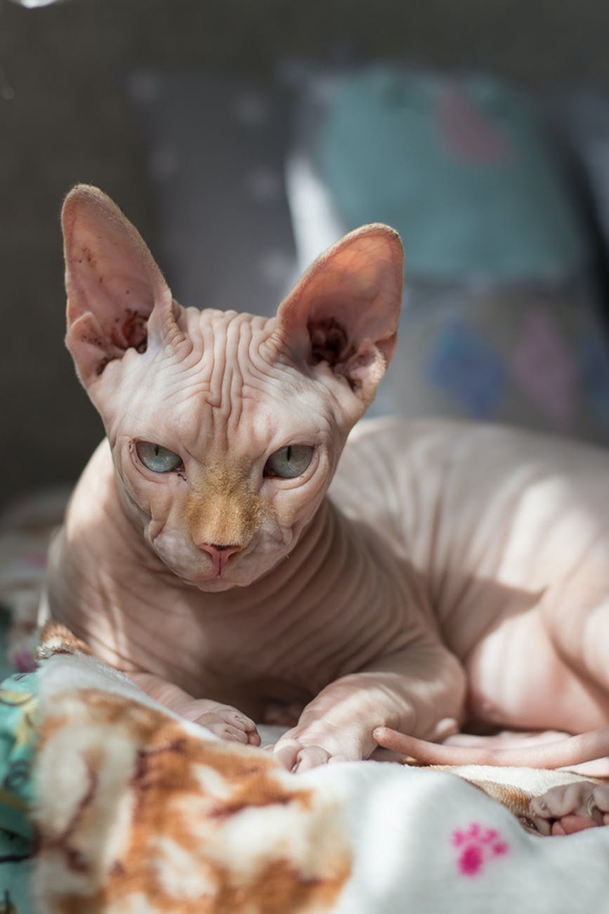 selective focus photography of sphinx cat lying on bedspread