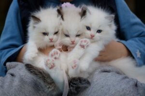 close up photo of a hand holding three white kittens