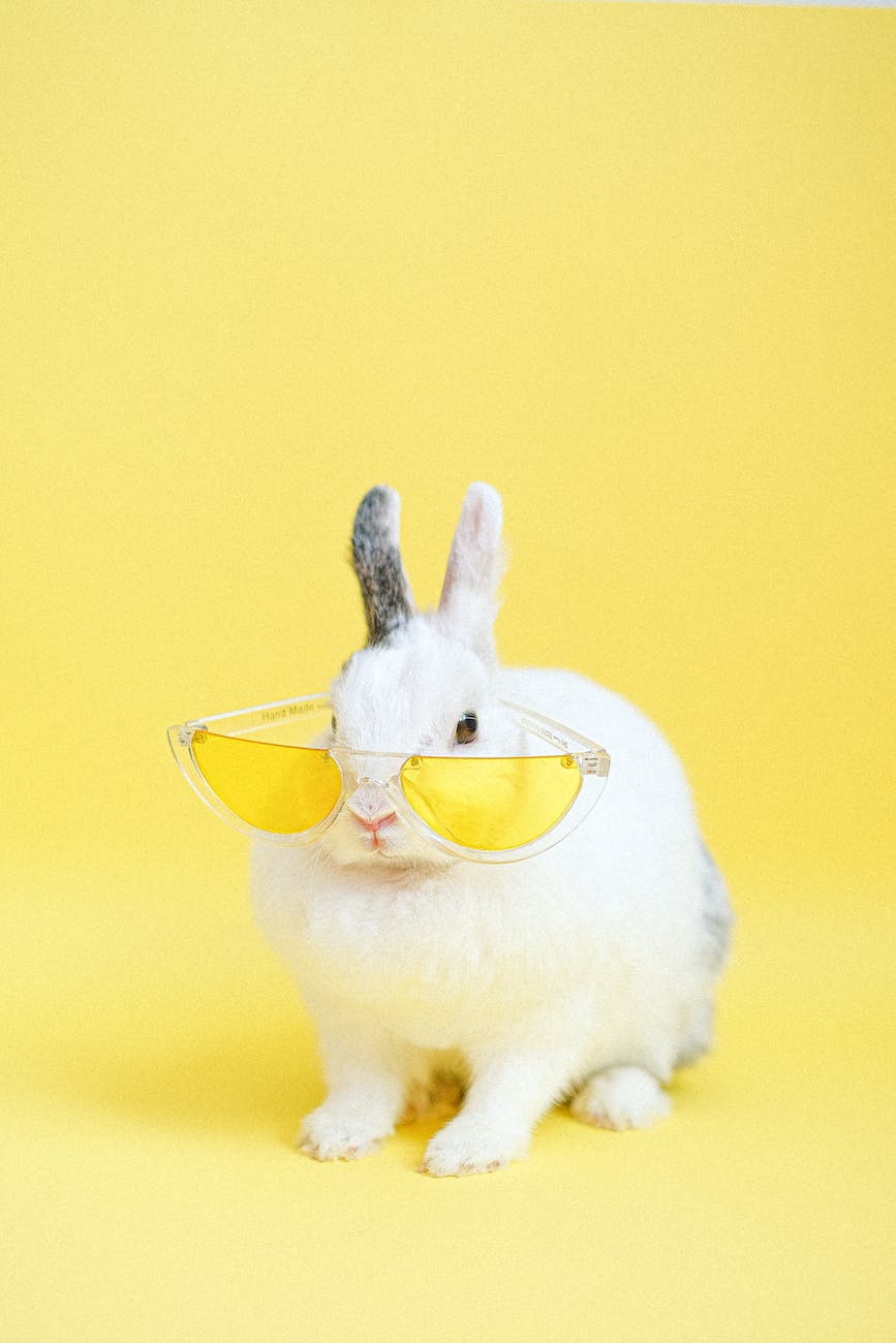 white rabbit wearing yellow eyeglasses