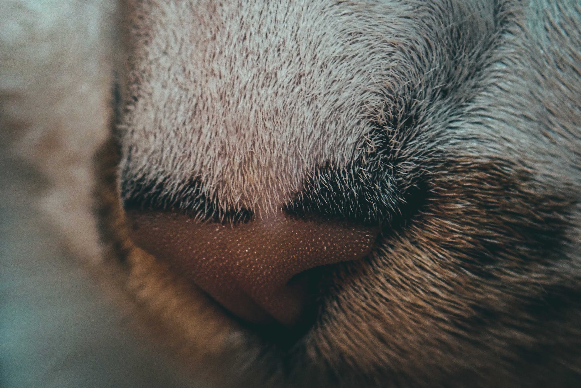 muzzle and nose of domestic cat