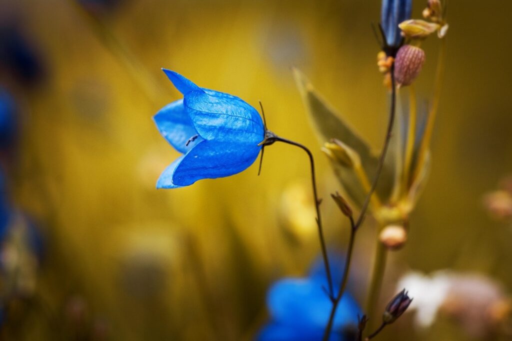 a blue flower on a yellow background