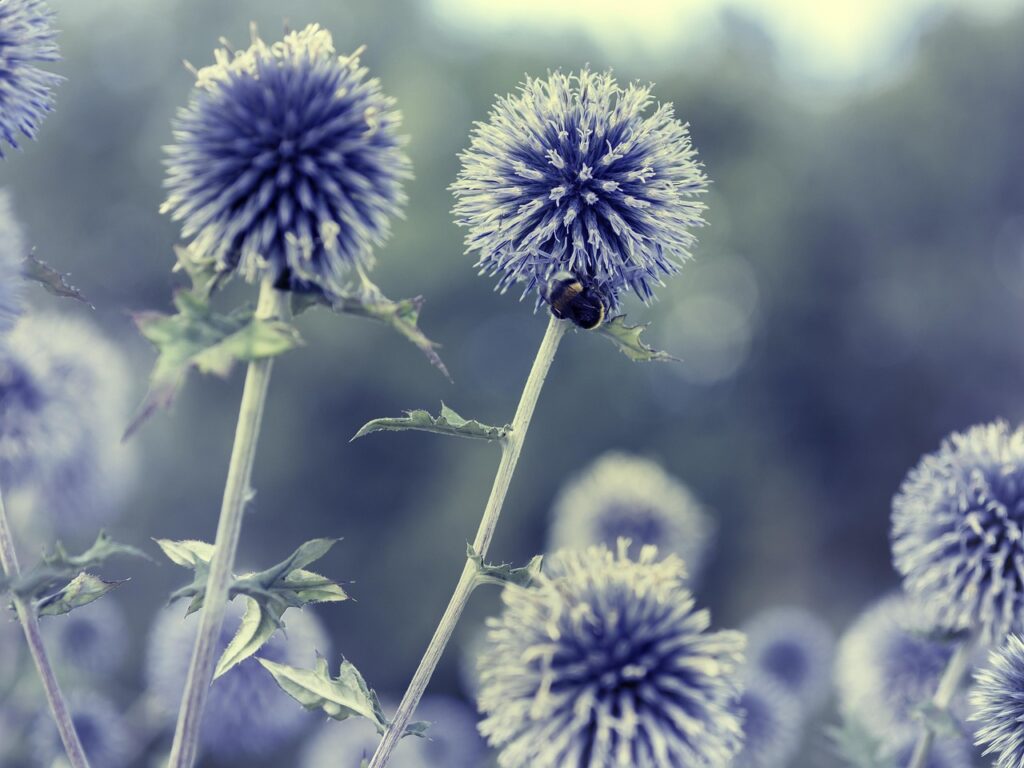 light blue flowers visted by a bee