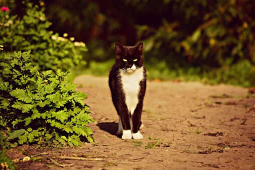a cat